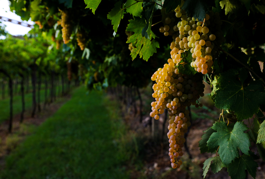 Lugana Wijn: druivensoorten, kenmerken en combinaties