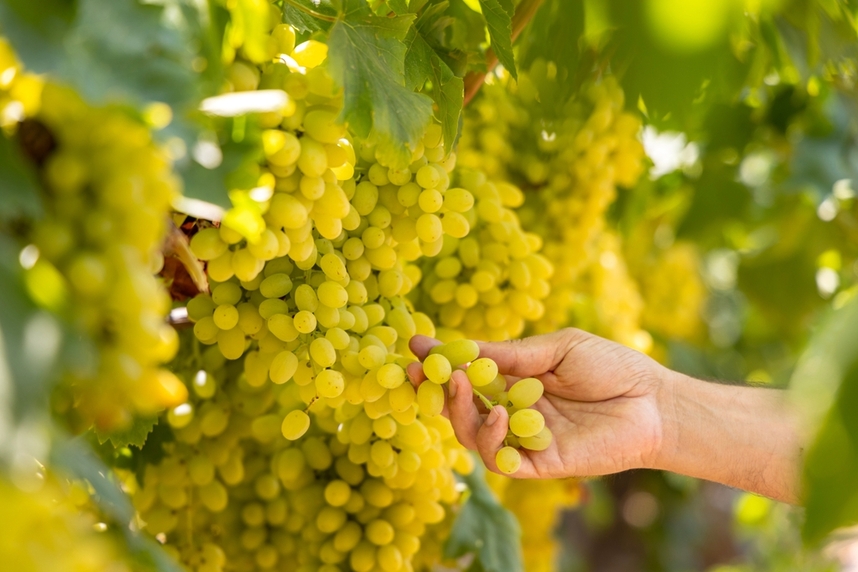 Beste Chardonnay en culinaire combinaties