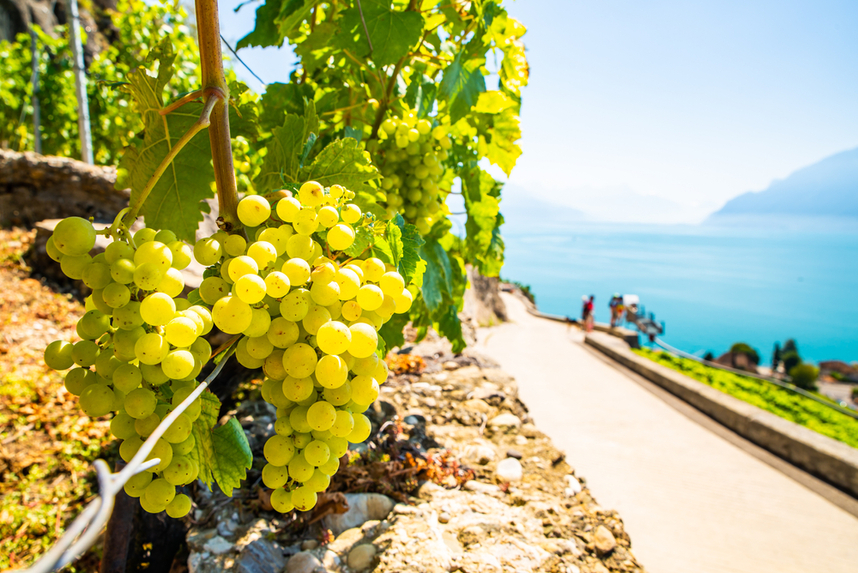 vino bianco garda doc vitigni terroir e caratteristiche